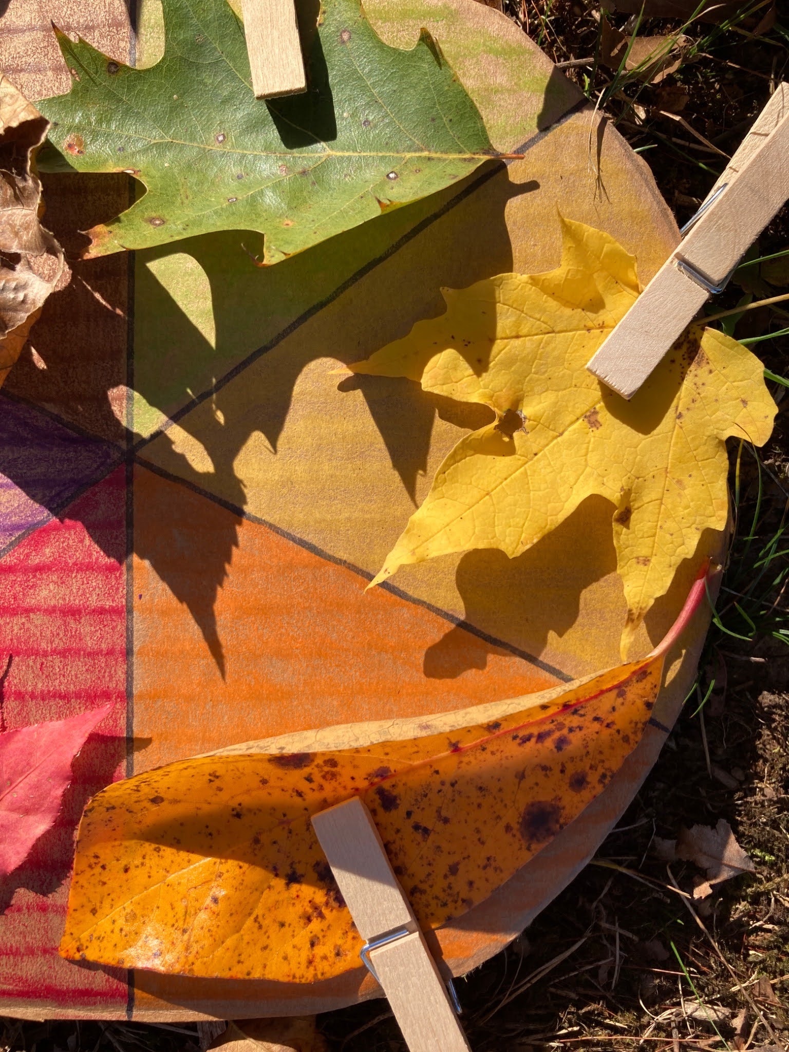 Exploring seasonal plants